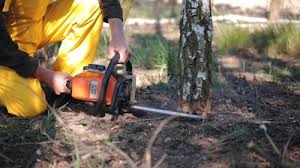 How Our Tree Care Process Works  in Essex Village, CT